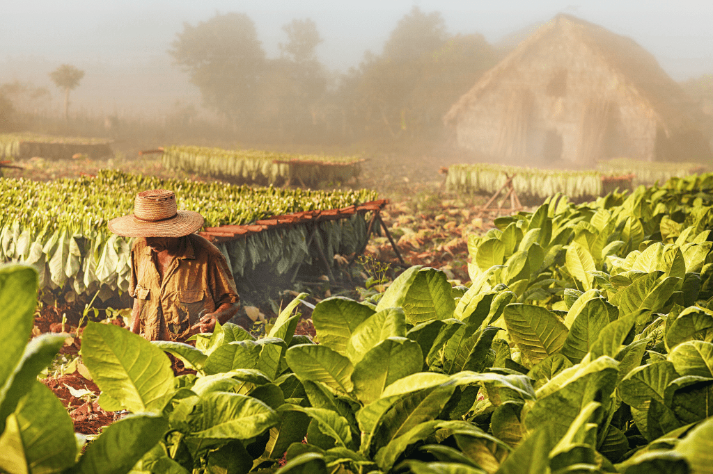 Plantação de tabaco em Viñales, Cuba Plantação de tabaco em Viñales, Cuba