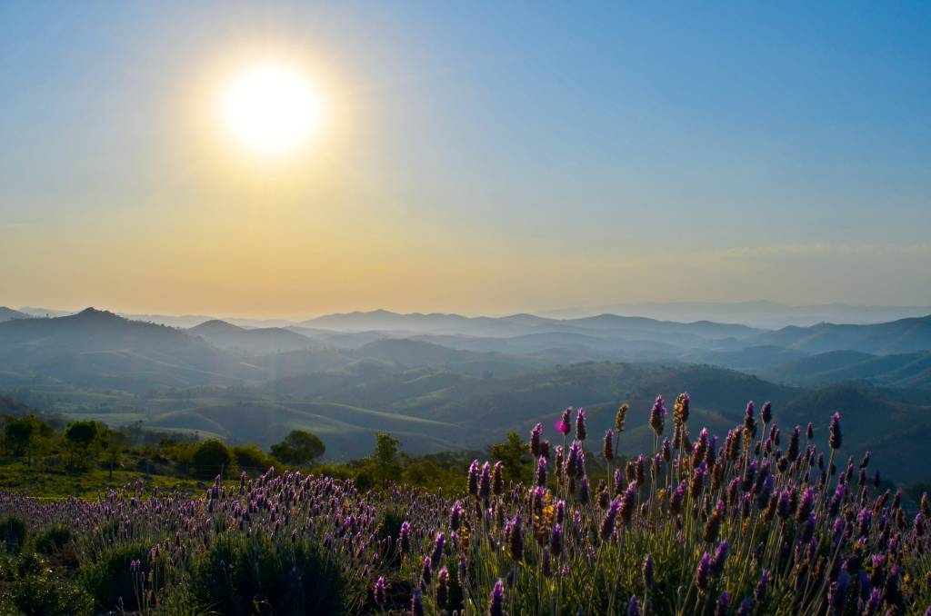 Por do sol no Lavandário, campo de lavandas de Cunha (SP)