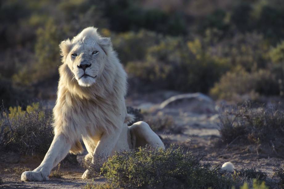 O leão branco, que de albino não tem nada, em casa na Reserva Sanbona, na África do Sul O leão branco, que de albino não tem nada, em casa na Reserva Sanbona, na África do Sul
