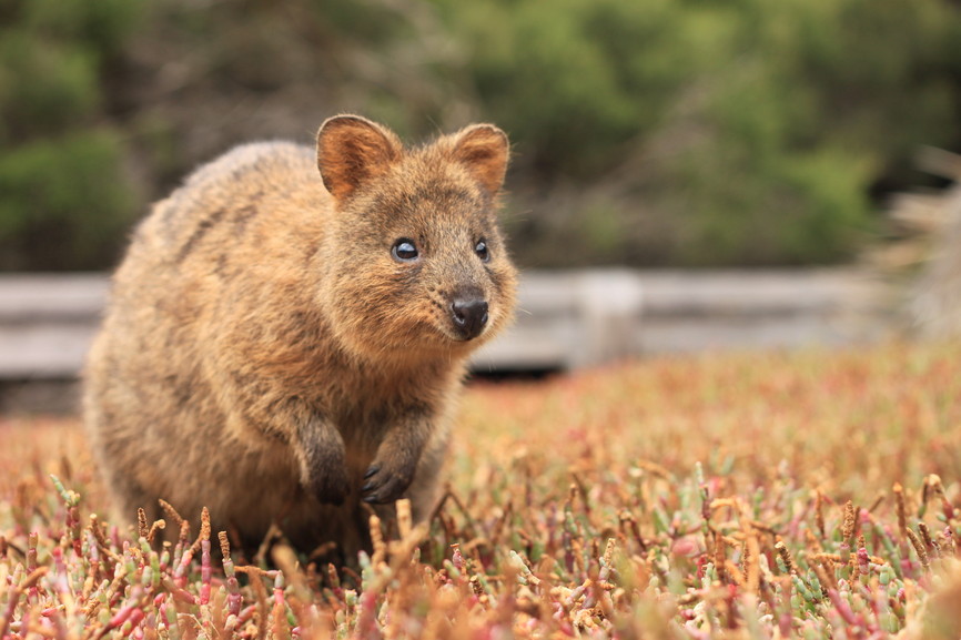 O quokka (<em>Setonix brachyurus</em>) é um pequeno marsupial endêmico da Austrália. Este exemplar foi fotografado na ilha Rottnest, próxima ao litoral de Perth O quokka (<em>Setonix brachyurus</em>) é um pequeno marsupial endêmico da Austrália. Este exemplar foi fotografado na ilha Rottnest, próxima ao litoral de Perth