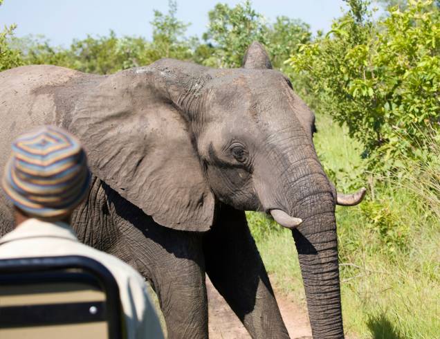 Com 20 milhões de quilômetros quadrados e milhares de animais, o Kruger Park é um dos melhores lugares do mundo para fazer safáris Com 20 milhões de quilômetros quadrados e milhares de animais, o Kruger Park é um dos melhores lugares do mundo para fazer safáris