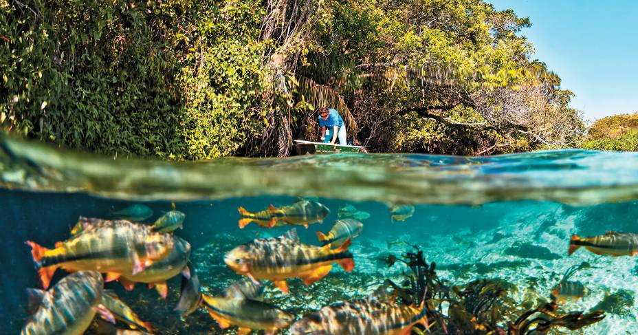 O aquário natural do <a href="https://riosucuri.com.br/" target="_blank" rel="noopener"><strong>Rio Sucuri</strong></a>, em Bonito