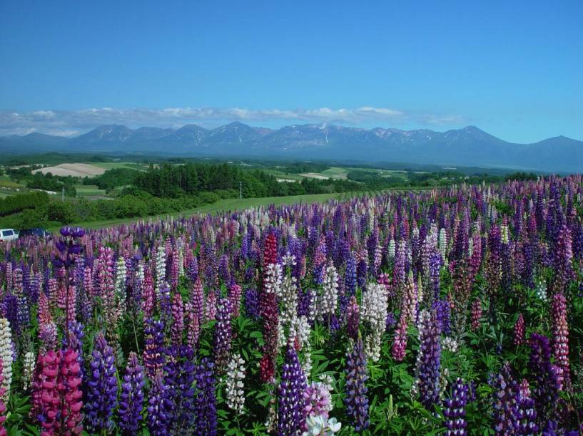 Campos de lavanda em Furano, na ilha de Hokkaido, norte do Japão Campos de lavanda em Furano, na ilha de Hokkaido, norte do Japão