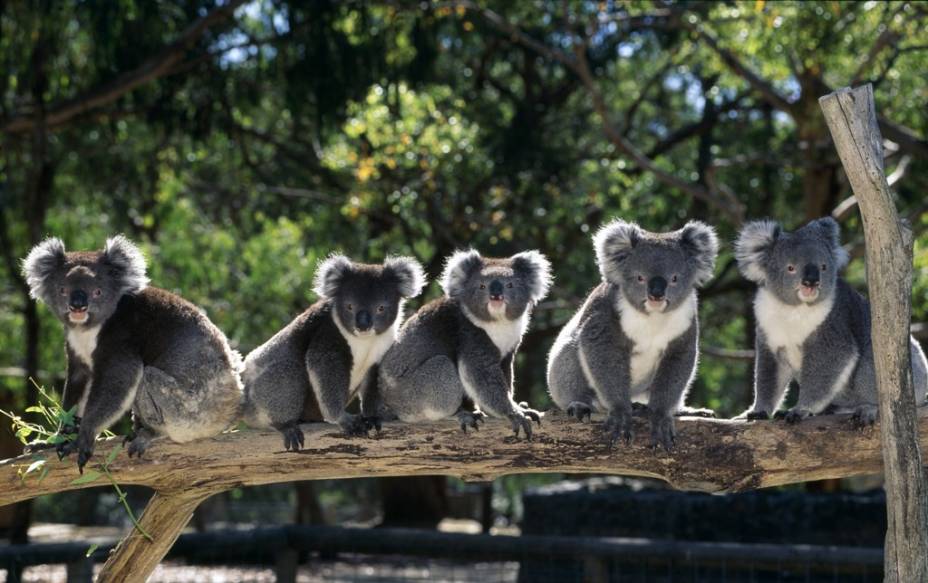 Em nenhum outro país do mundo a fauna é tão representativa e singular que na Austrália. Animais endêmicos e de feições únicas como coalas (foto), cangurus, ornitorrincos e diabos-da-tasmânia podem ser vistos em parques como o Taronga Zoo Em nenhum outro país do mundo a fauna é tão representativa e singular que na Austrália. Animais endêmicos e de feições únicas como coalas (foto), cangurus, ornitorrincos e diabos-da-tasmânia podem ser vistos em parques como o Taronga Zoo