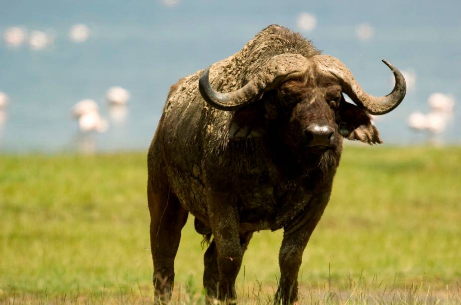 Talvez os africanos sejam mais arredios e menos complacentes que os asiáticos. Tal como seus vizinhos elefantes, os búfalos da África não são domesticáveis, ao contrário do que acontece com seus primos da Ásia, que passam a vida fornecendo leite e puxando arados para os humanos. Os habitantes de parques como o Masai Mara encontram-se entre os animais mais ferozes da região. Até mesmo leões evitam atacá-los