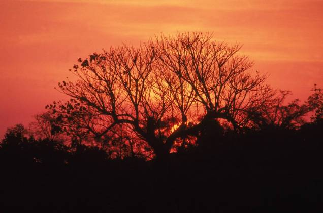 <a href="https://viajeaqui.abril.com.br/estados/br-mato-grosso" rel="Mato Grosso:"><strong>Mato Grosso:</strong></a> O Pantanal Mato-Grossense tem um pôr do sol em meio à vegetação típica da região. <a href="https://viajeaqui.abril.com.br/estados/br-mato-grosso" rel="Mato Grosso:"><strong>Mato Grosso:</strong></a> O Pantanal Mato-Grossense tem um pôr do sol em meio à vegetação típica da região.