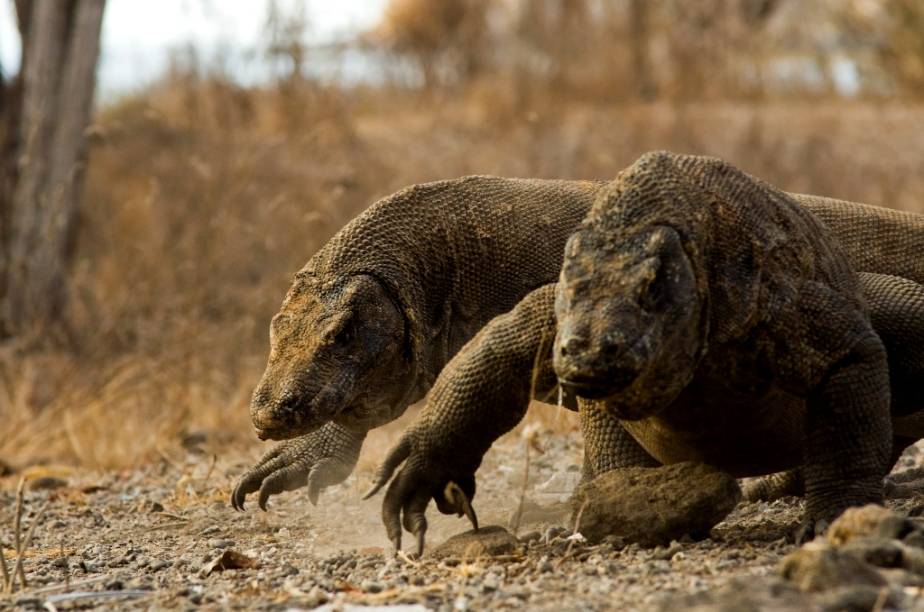 Os dragões de komodo habitam diversas pequenas ilhas da Indonésia, notadamente Komodo, no centro do arquipélago. Carnívoros ferozes, velozes e com uma saliva infestada de bactérias nocivas, são considerados os maiores lagartos da Terra