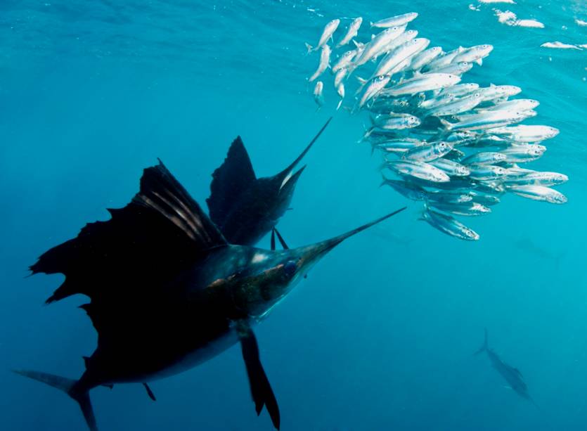 A pesca do peixe-vela é uma das atividades mais populares em Cancún