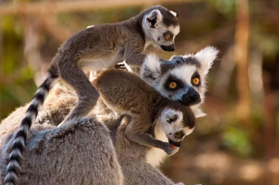 Os ancestrais das muitas das espécies de lêmures que povoam Madagascar podem ter chegado à ilha em pequenas ilhas artificiais