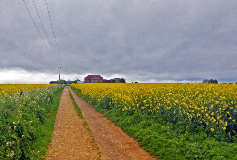 Os campos de canola estão em muitos lugares e são uma marca de Cotswolds