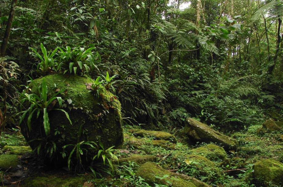 A Trilha do Ouro é o mais famoso atrativo do Parque Nacional da Serra da Bocaina, com trechos de piso pé-de-moleque, cachoeiras e contato direto com a Mata Atlântica. Para os menos aventureiros, há trilhas menores e boas pousadas para descansar. <a href="https://www.booking.com/searchresults.pt-br.html?aid=332455&sid=605c56653290b80351df808102ac423d&sb=1&src=index&src_elem=sb&error_url=https%3A%2F%2Fwww.booking.com%2Findex.pt-br.html%3Faid%3D332455%3Bsid%3D605c56653290b80351df808102ac423d%3Bsb_price_type%3Dtotal%26%3B&ss=S%C3%A3o+Jos%C3%A9+do+Barreiro%2C+Estado+de+S%C3%A3o+Paulo%2C+Brasil&checkin_monthday=&checkin_month=&checkin_year=&checkout_monthday=&checkout_month=&checkout_year=&no_rooms=1&group_adults=2&group_children=0&b_h4u_keep_filters=&from_sf=1&ss_raw=S%C3%A3o+Jos%C3%A9+do+Barreiro&ac_position=0&ac_langcode=xb&dest_id=-671358&dest_type=city&place_id_lat=-22.64524&place_id_lon=-44.58052&search_pageview_id=98247b5026cd02d3&search_selected=true&search_pageview_id=98247b5026cd02d3&ac_suggestion_list_length=2&ac_suggestion_theme_list_length=0" target="_blank" rel="noopener"><em>Busque hospedagens em São Jose do Barreiro</em></a>