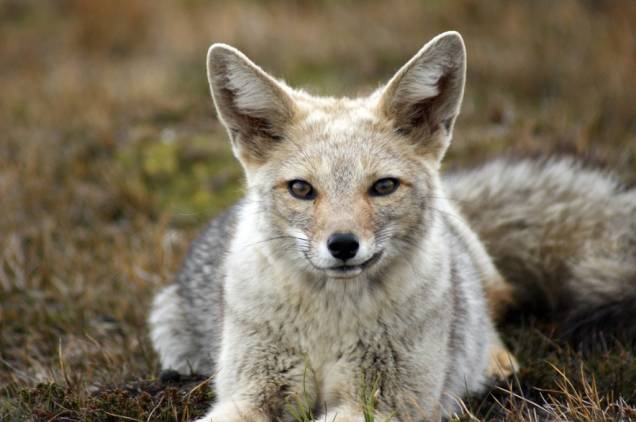 As simpáticas raposas cinzas, chamadas de zorros, habitam a região patagônica. Por causa do seu pelo, a caça predatória diminuiu o número desses animais As simpáticas raposas cinzas, chamadas de zorros, habitam a região patagônica. Por causa do seu pelo, a caça predatória diminuiu o número desses animais