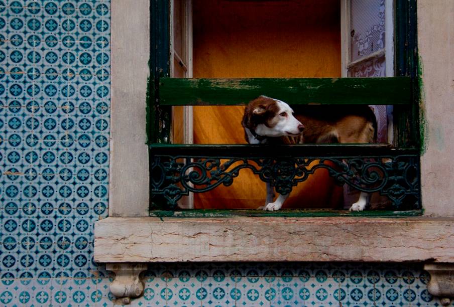 Perder-se pelas ruelas de Alfama é presentear-se com cenas inusitadas