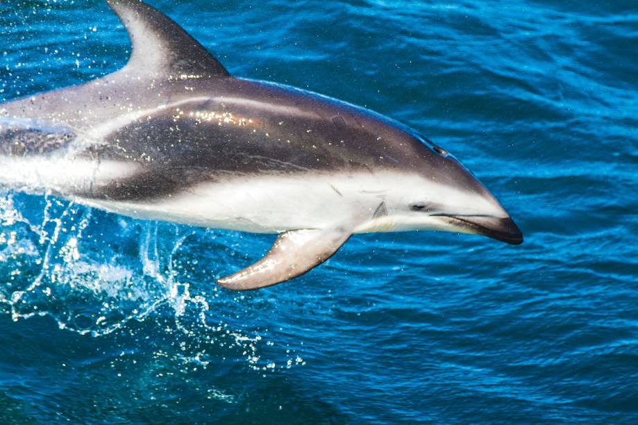 <strong><a href="https://viajeaqui.abril.com.br/cidades/ar-mar-del-plata" rel="Mar del Plata" target="_blank">Mar del Plata</a> - <a href="https://viajeaqui.abril.com.br/paises/argentina" rel="Argentina" target="_blank">Argentina</a></strong> "Chegando ao Mar del Plata, fomos recebidos por diversos golfinhos. Imediatamente, nos lembramos da Kat, nossa filha. Ela gostava tanto de golfinhos que, sempre que recebíamos a visita de alguns, fazia uma festa! Com fácil acesso por avião e terra, Mar del Plata é um destino turístico popular que vale a visita" <strong><a href="https://viajeaqui.abril.com.br/cidades/ar-mar-del-plata" rel="Mar del Plata" target="_blank">Mar del Plata</a> - <a href="https://viajeaqui.abril.com.br/paises/argentina" rel="Argentina" target="_blank">Argentina</a></strong> "Chegando ao Mar del Plata, fomos recebidos por diversos golfinhos. Imediatamente, nos lembramos da Kat, nossa filha. Ela gostava tanto de golfinhos que, sempre que recebíamos a visita de alguns, fazia uma festa! Com fácil acesso por avião e terra, Mar del Plata é um destino turístico popular que vale a visita"