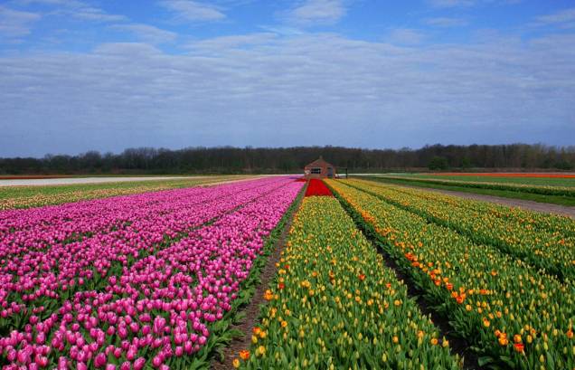 Campo de flores na cidade de Haarlem, nos arredores de Amsterdã Campo de flores na cidade de Haarlem, nos arredores de Amsterdã