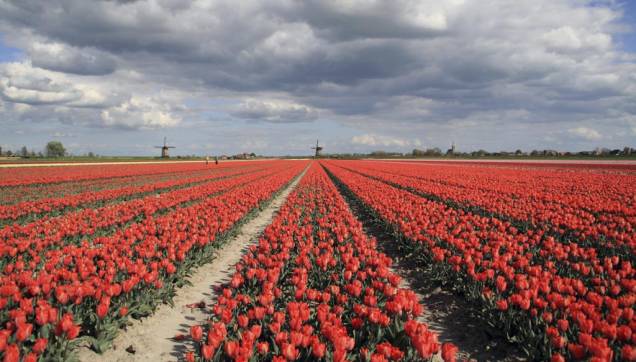 O parque botânico De <a href="https://viajeaqui.abril.com.br/estabelecimentos/holanda-amsterda-atracao-keukenhof-em-lisse" rel="Keukenhof" target="_blank">Keukenhof</a> expões uma das paixões dos holandeses, as tulipas O parque botânico De <a href="https://viajeaqui.abril.com.br/estabelecimentos/holanda-amsterda-atracao-keukenhof-em-lisse" rel="Keukenhof" target="_blank">Keukenhof</a> expões uma das paixões dos holandeses, as tulipas