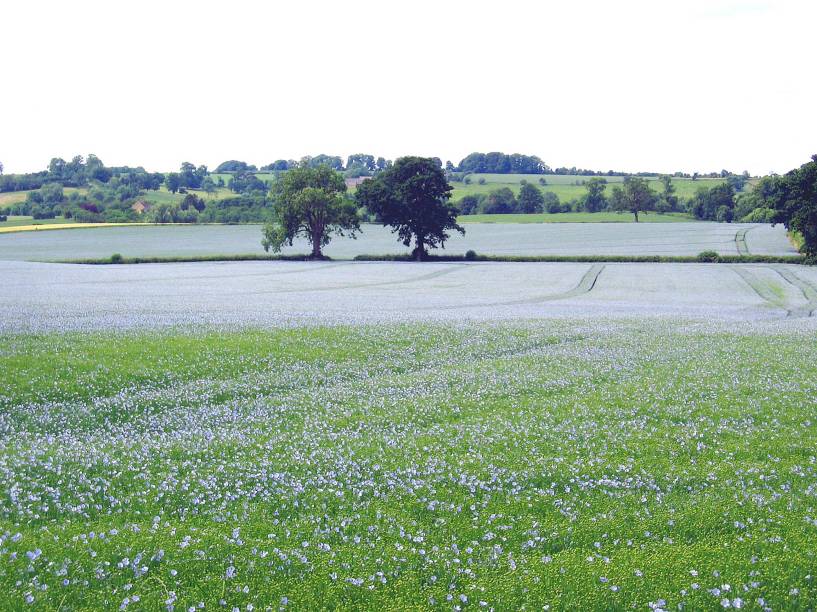 Na primavera, é comum se deparar com campos floridos. Na foto, uma plantação de linhaça