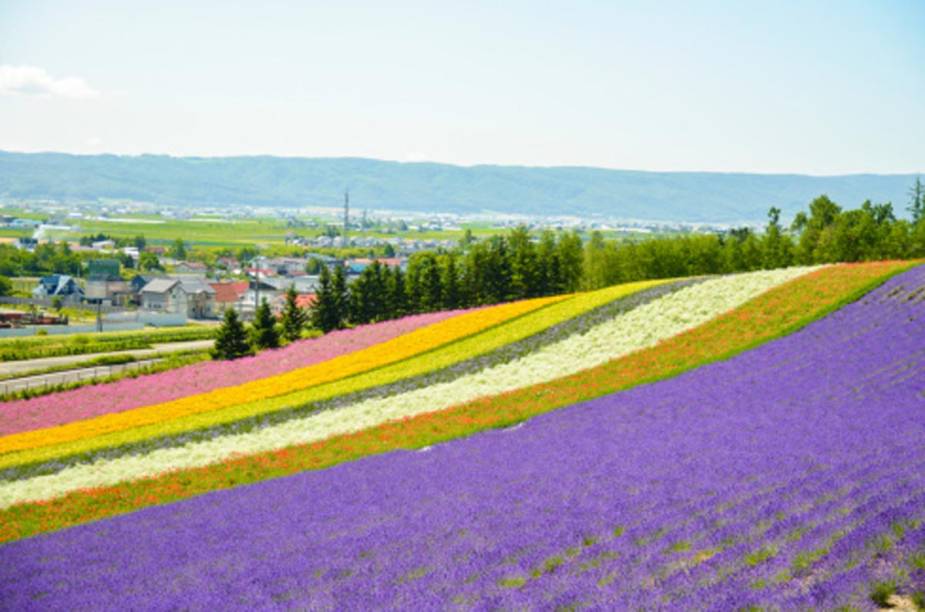 Campos de lavanda