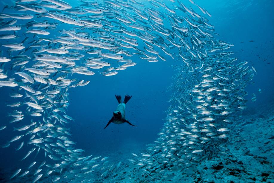 Nas Galápagos, o filhote de leão-marinho estava esfomeado ao arremeter contra um cardume de salesmas-listrados perto de Cousin´s Rock. Os peixes formam um círculo defensivo, tentando confundir o predador faminto Nas Galápagos, o filhote de leão-marinho estava esfomeado ao arremeter contra um cardume de salesmas-listrados perto de Cousin´s Rock. Os peixes formam um círculo defensivo, tentando confundir o predador faminto