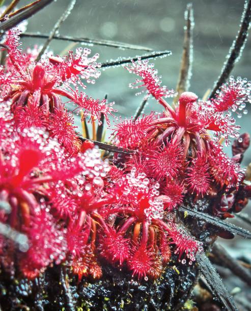 A bonita planta <em>Drosera roraimae</em>, que se alimenta de insetos