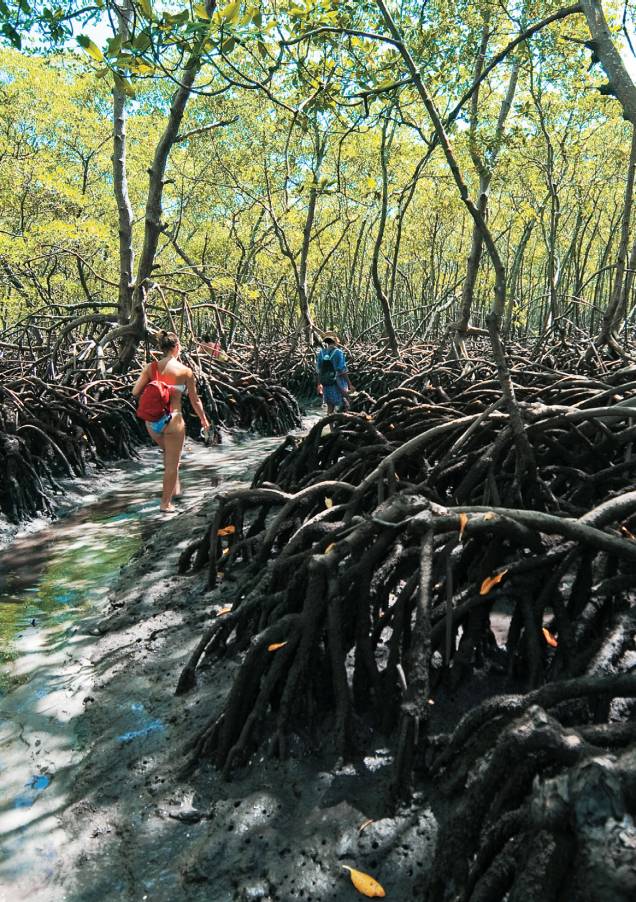 As raízes do mangue As raízes do mangue
