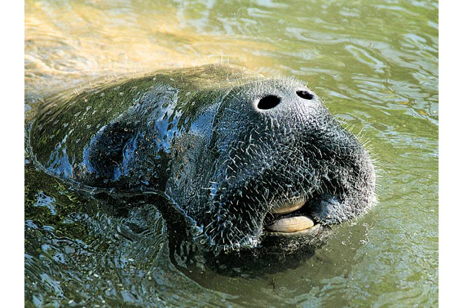 O agradável ambiente e decoração cuidadosa fazem os quartos de casal do Baan Dinso se distanciarem ainda mais da imagem de um albergue. Escrivaninha, armários, banheiro privativo, TV de LCD e ar-condicionado são apenas algumas das características da suíte O agradável ambiente e decoração cuidadosa fazem os quartos de casal do Baan Dinso se distanciarem ainda mais da imagem de um albergue. Escrivaninha, armários, banheiro privativo, TV de LCD e ar-condicionado são apenas algumas das características da suíte