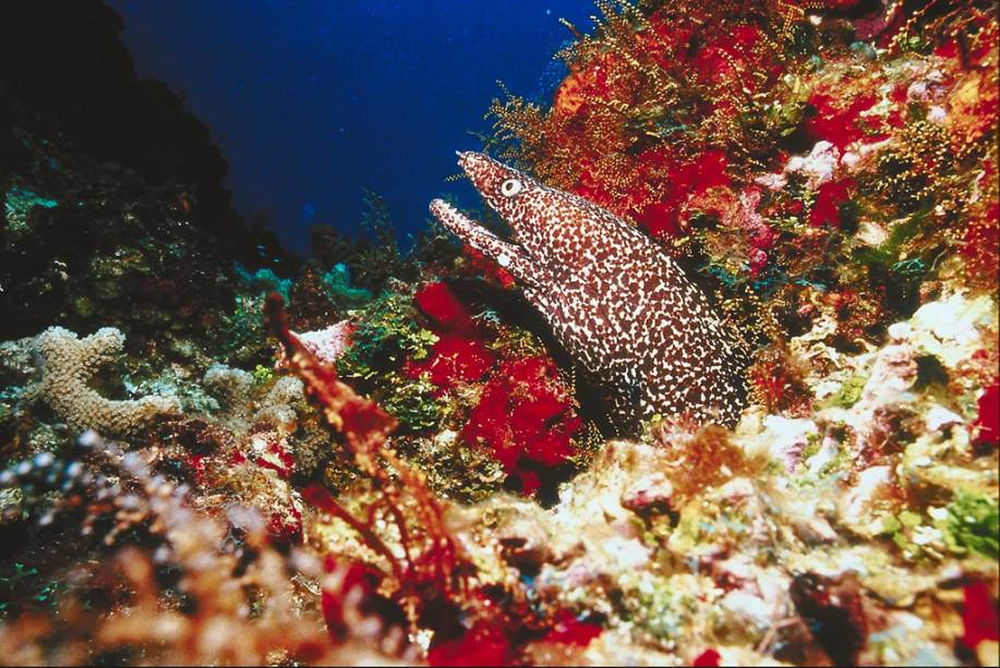 Cozumel fica na região da Riviera Maia, que abriga o segundo maior recife de corais do mundo Cozumel fica na região da Riviera Maia, que abriga o segundo maior recife de corais do mundo