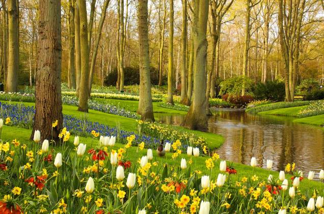 Durante a primavera no Hemisfério Norte, o <a href="https://viajeaqui.abril.com.br/estabelecimentos/holanda-amsterda-atracao-keukenhof-em-lisse" rel="Parque Keukenhof" target="_blank">Parque Keukenhof</a> fica repleto de flores e abre para visitas - milhares de pessoas viajam para Amsterdã para conhecer o imenso jardim Durante a primavera no Hemisfério Norte, o <a href="https://viajeaqui.abril.com.br/estabelecimentos/holanda-amsterda-atracao-keukenhof-em-lisse" rel="Parque Keukenhof" target="_blank">Parque Keukenhof</a> fica repleto de flores e abre para visitas - milhares de pessoas viajam para Amsterdã para conhecer o imenso jardim