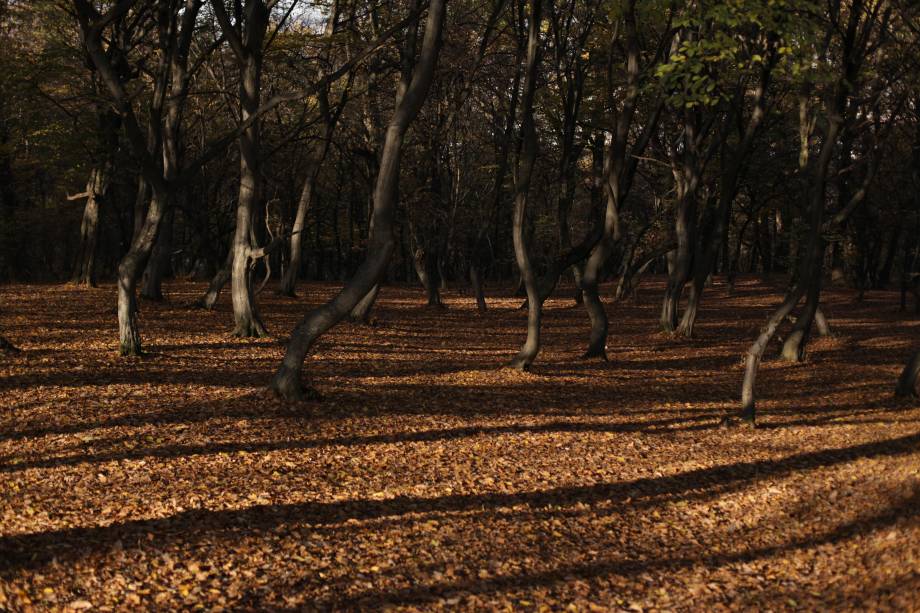 <strong>9. Floresta de Hoia-Baciu, Cluj-Napoca, <a href="https://viajeaqui.abril.com.br/paises/romenia" rel="Romênia" target="_self">Romênia</a></strong>Que a Romênia tem um quê de sobrenatural, a gente já sabe. Afinal, aqui foi o lar do temível Conde Drácula, vampiro que assombra e seduz há décadas. No entanto, existe uma floresta no país igualmente enigmática, mas menos visitada que o Castelo do dentuço. Em Hoia-Baciu, uma clareira circular convida a um teste macabro: quem passar por ela, corre o risco de atravessar um portal e nunca mais voltar. Quem se arriscou e sobreviveu pra contar a história jura de pés juntos que a sensação é de náuseas e ansiedade por todo o percurso. Dizem que a atmosfera sobrenatural da floresta alterou o formato dos troncos das árvores: se antes eles eram altos e retos, hoje em dia estão completamente retorcidos. E aí, vai encarar?<a href="https://www.booking.com/city/ro/cluj-napoca.pt-br.html?sid=efe6c9de408bb8d78e20e017e616e9f8;dcid=4?aid=332455&label=viagemabril-florestasencantadas" rel="Veja preços de hotéis próximos a Cluj-Napoca no Booking.com" target="_blank">Veja preços de hotéis em Cluj-Napoca no Booking.com</a>