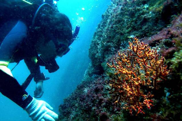 <strong><a href="https://preprod.viagemeturismo.abril.com.br/tudo-sobre/ubatuba/" target="_blank" rel="noopener">Ubatuba (SP)</a></strong> <strong><a href="https://preprod.viagemeturismo.abril.com.br/tudo-sobre/ubatuba/" target="_blank" rel="noopener">Ubatuba (SP)</a></strong>