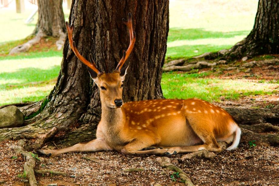 Veado descansando no Parque Nara, onde dezenas deles vivem soltos