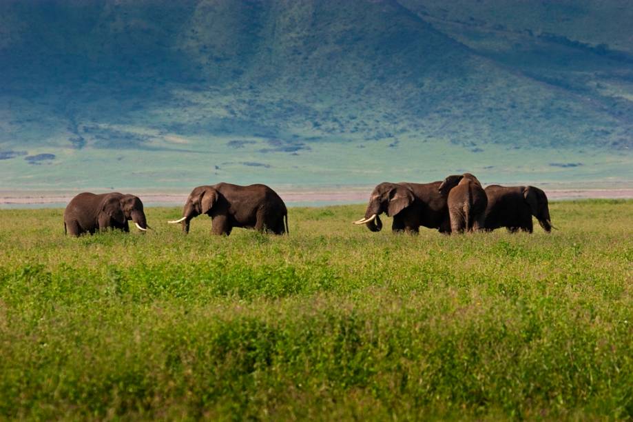 Manada de elefantes em Ngorongoro, a gigantesca caldeira vulcânica, que tem mais de 8 mil quilômetros quadrados de área