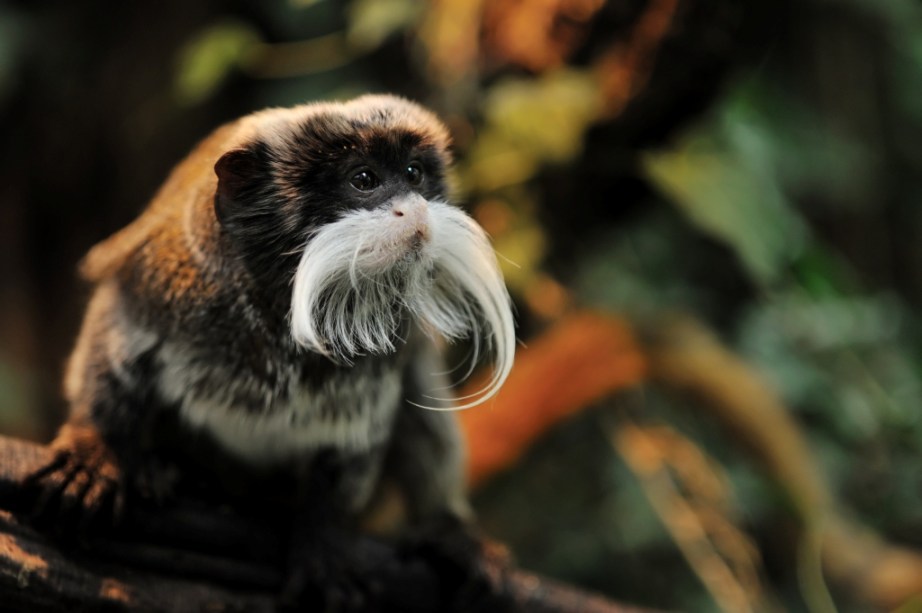 O simpático sagui-imperador (<em>Saguinus imperator</em>) pode ser encontrado em boa parte da Amazônia Ocidental, nas florestas de Peru, Bolívia e Brasil