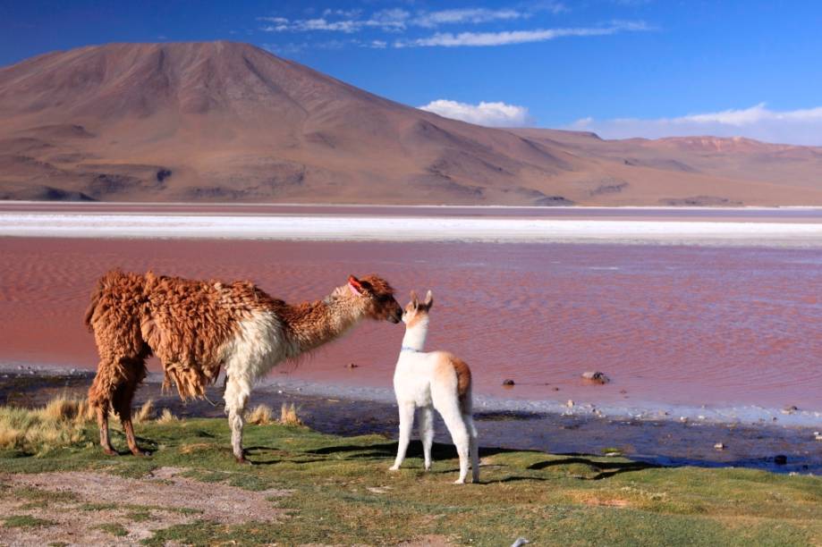 A Laguna Colorada, no altiplano andino, possui uma grande variedade de animais, como flamingos, vicunhas, lhamas e pumas A Laguna Colorada, no altiplano andino, possui uma grande variedade de animais, como flamingos, vicunhas, lhamas e pumas