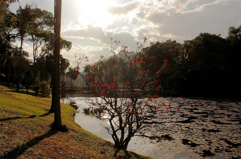 Eduardo Andreassi fez uma brincadeira com a imagem: ele a virou de cabeça para baixo. Na verdade, o reflexo do Lago do Parque Ibirapuera está na parte de cima da foto