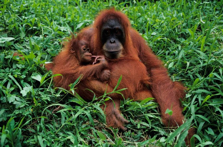 O oragontango (gênero <em>Pongo</em>) é o maior primata asiático e habita as florestas tropicais de Bornéu e Sumatra, entre Indonésia e Malásia. Sua pelagem fulvo-avermelhada e seu jeito bonachão contribuem para sua singularidade. Hoje a espécie está fortemente ameaçada pela destruição de seu habitat, liderada por plantações de palma que alimentam a indústria de cosméticos e alimentos