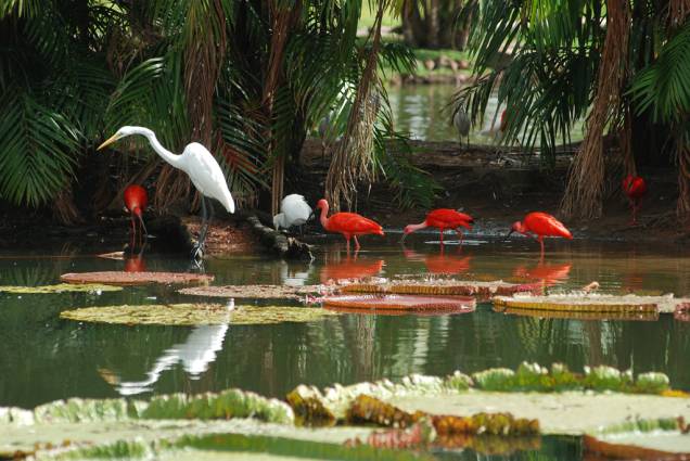 Garças e guarás no <a href="https://viajeaqui.abril.com.br/estabelecimentos/br-pa-belem-atracao-mangal-das-garcas" rel="Mangal das Garças" target="_blank">Mangal das Garças</a>, com 40mil m² de área à beira do Rio Guamá Garças e guarás no <a href="https://viajeaqui.abril.com.br/estabelecimentos/br-pa-belem-atracao-mangal-das-garcas" rel="Mangal das Garças" target="_blank">Mangal das Garças</a>, com 40mil m² de área à beira do Rio Guamá