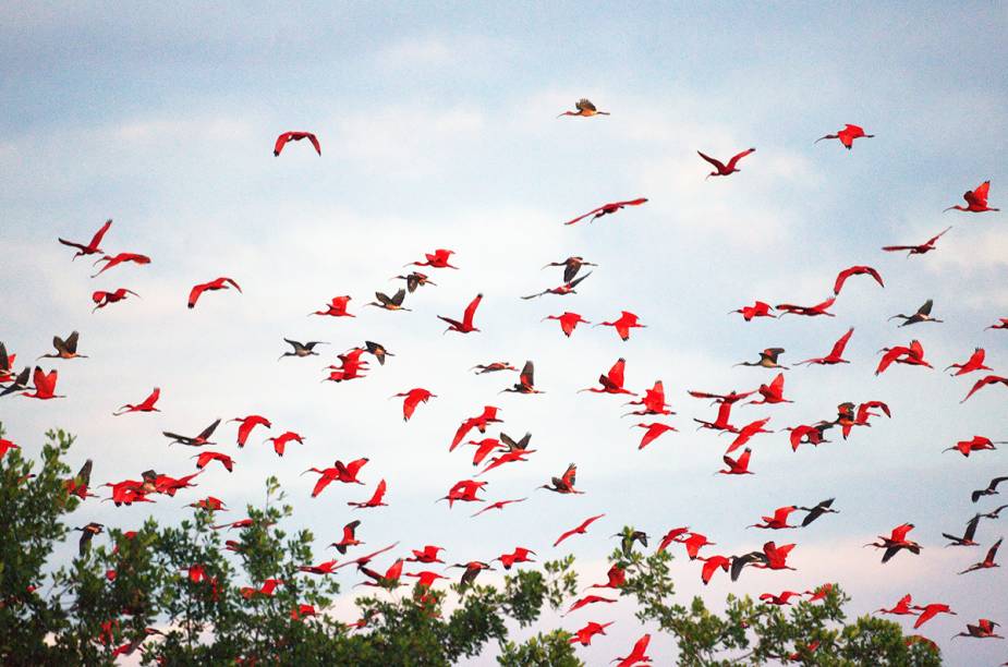 <em>Birdwatching</em> em Trinidad