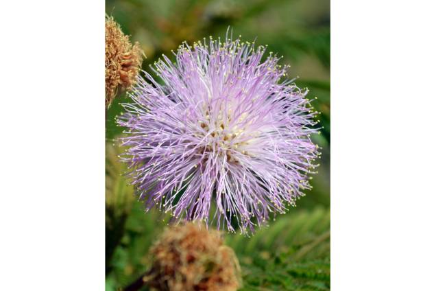 Bela flor da Mimosa, na <a href="https://viajeaqui.abril.com.br/cidades/br-go-chapada-dos-veadeiros" rel="Chapada dos Veadeiros" target="_self">Chapada dos Veadeiros</a>, <a href="https://viajeaqui.abril.com.br/estados/br-goias" rel="Goiás" target="_self">Goiás</a> Bela flor da Mimosa, na <a href="https://viajeaqui.abril.com.br/cidades/br-go-chapada-dos-veadeiros" rel="Chapada dos Veadeiros" target="_self">Chapada dos Veadeiros</a>, <a href="https://viajeaqui.abril.com.br/estados/br-goias" rel="Goiás" target="_self">Goiás</a>