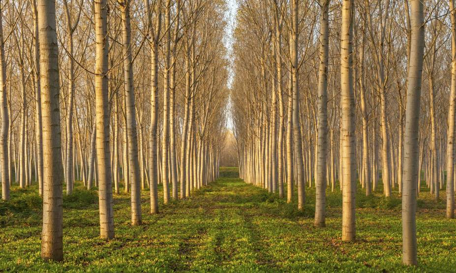 <strong>4. Bosque de Álamos, Oregon, <a href="https://viajeaqui.abril.com.br/paises/estados-unidos" rel="Estados Unidos" target="_self">Estados Unidos</a></strong>                            Os álamos são espécies típicas de florestas boreais, com folhas que ficam amareladas antes de caírem. No Estado do Oregon, há diversos bosques com árvores do tipo, apontadas pelas crenças do Hemisfério Norte como símbolos de prosperidade para o ser humano. Muitas pessoas acreditam que elas auxiliam contra picadas de cobra, por exemplo. Já na mitologia grega, Hércules teria usado uma coroa com suas folhas ao resgatar o cão de três cabeças do mundo inferior de Hades. Ou seja: ela também impulsiona a força.