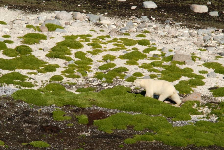 Urso Polar em Churchill, Manitoba Urso Polar em Churchill, Manitoba