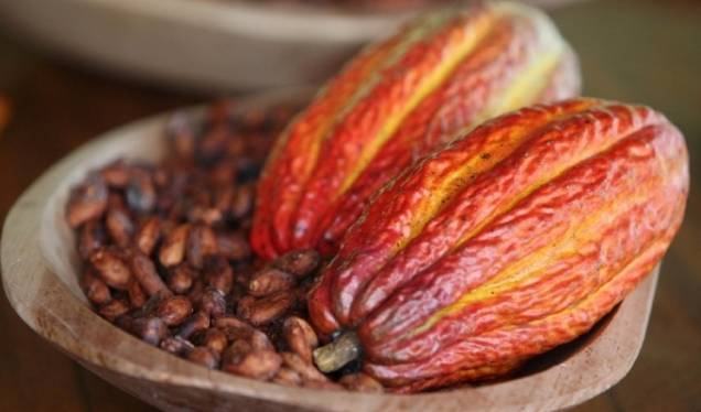 <strong>Salon du Chocolat - Salvador, Bahia</strong><br /> <br /> A<a href="https://viajeaqui.abril.com.br/estados/br-bahia" rel=" Bahia" target="_blank"><strong> Bahia</strong></a>, diz a música, é a terra da felicidade. Seria pura coincidência ela ser também a terra do cacau? Cientes da condição de maior região produtora no Brasil, os baianos têm investido não só no aprimoramento de suas plantações, mas também na seleção de seus produtos. A fazenda <strong>Engenho d’ Água</strong>, no Recôncavo Baiano, é exemplo dessa vanguarda. Pela primeira vez, este ano será realizado o<em><strong> Salon du Chocolat</strong></em> de <a href="https://viajeaqui.abril.com.br/cidades/br-ba-salvador" rel="Salvador" target="_blank">Salvador</a>, com a apresentação de novas receitas e produtos. <strong>Onde</strong>: Centro de Convenções do Palácio Rio Branco <strong>Quand</strong>o: 02 a 08/jul <strong>Informações</strong>: <a href="https://www.salon-du-chocolat.com/" rel="www.salon-du-chocolat.com/" target="_blank">www.salon-du-chocolat.com/</a> <strong>Salon du Chocolat - Salvador, Bahia</strong><br /> <br /> A<a href="https://viajeaqui.abril.com.br/estados/br-bahia" rel=" Bahia" target="_blank"><strong> Bahia</strong></a>, diz a música, é a terra da felicidade. Seria pura coincidência ela ser também a terra do cacau? Cientes da condição de maior região produtora no Brasil, os baianos têm investido não só no aprimoramento de suas plantações, mas também na seleção de seus produtos. A fazenda <strong>Engenho d’ Água</strong>, no Recôncavo Baiano, é exemplo dessa vanguarda. Pela primeira vez, este ano será realizado o<em><strong> Salon du Chocolat</strong></em> de <a href="https://viajeaqui.abril.com.br/cidades/br-ba-salvador" rel="Salvador" target="_blank">Salvador</a>, com a apresentação de novas receitas e produtos. <strong>Onde</strong>: Centro de Convenções do Palácio Rio Branco <strong>Quand</strong>o: 02 a 08/jul <strong>Informações</strong>: <a href="https://www.salon-du-chocolat.com/" rel="www.salon-du-chocolat.com/" target="_blank">www.salon-du-chocolat.com/</a>