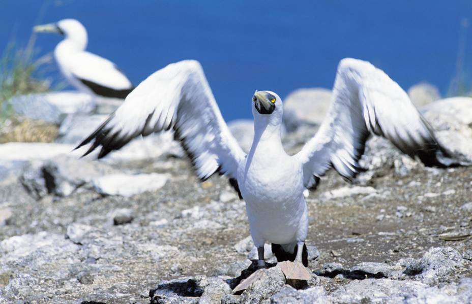 Atobá mascarado no <strong><a href="https://viajeaqui.abril.com.br/estabelecimentos/br-ba-caravelas-atracao-parque-nacional-marinho-dos-abrolhos" rel="Parque Nacional Marinho dos Abrolhos" target="_self">Parque Nacional Marinho dos Abrolhos</a></strong>, <a href="https://viajeaqui.abril.com.br/estados/br-bahia" rel="Bahia" target="_self">Bahia</a>