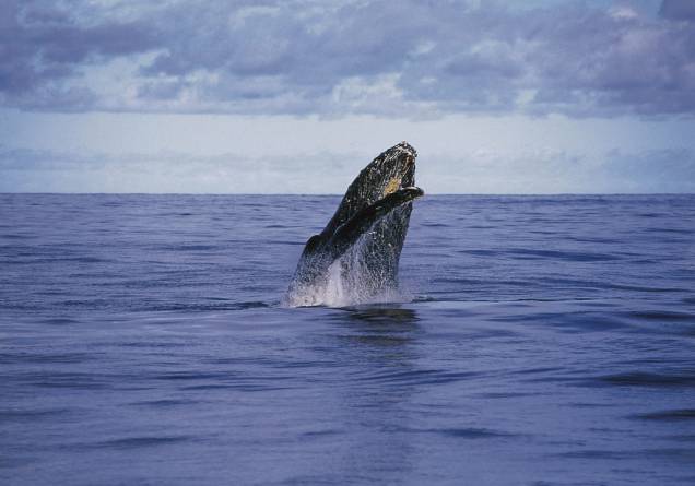 Segundo a lenda, o nome <a href="https://viajeaqui.abril.com.br/estabelecimentos/br-ba-caravelas-atracao-parque-nacional-marinho-dos-abrolhos" target="_blank">Abrolhos </a>vem de cartas de navegação portuguesas que marcavam o lugar com o aviso: “Abra os olhos.” Os ventos podem chegar a mais de 14 nós, dificultando o trabalho dos comandantes em meio a recifes de coral. No entanto, isso não impediu que Charles Darwin chegasse ao local e se encantasse com a vida selvagem do arquipélago baiano, que em 1983 tornou-se o primeiro Parque Nacional Marinho do Brasil. São cinco pequenas ilhas banhadas pelas águas verdejantes do Oceano Atlântico. O desembarque é permitido na ilha Siriba, local de reprodução de atobás e fragatas. Mas é no mar onde se encontra a principal atração: de julho a novembro baleias-jubartes (foto) visitam o local Segundo a lenda, o nome <a href="https://viajeaqui.abril.com.br/estabelecimentos/br-ba-caravelas-atracao-parque-nacional-marinho-dos-abrolhos" target="_blank">Abrolhos </a>vem de cartas de navegação portuguesas que marcavam o lugar com o aviso: “Abra os olhos.” Os ventos podem chegar a mais de 14 nós, dificultando o trabalho dos comandantes em meio a recifes de coral. No entanto, isso não impediu que Charles Darwin chegasse ao local e se encantasse com a vida selvagem do arquipélago baiano, que em 1983 tornou-se o primeiro Parque Nacional Marinho do Brasil. São cinco pequenas ilhas banhadas pelas águas verdejantes do Oceano Atlântico. O desembarque é permitido na ilha Siriba, local de reprodução de atobás e fragatas. Mas é no mar onde se encontra a principal atração: de julho a novembro baleias-jubartes (foto) visitam o local