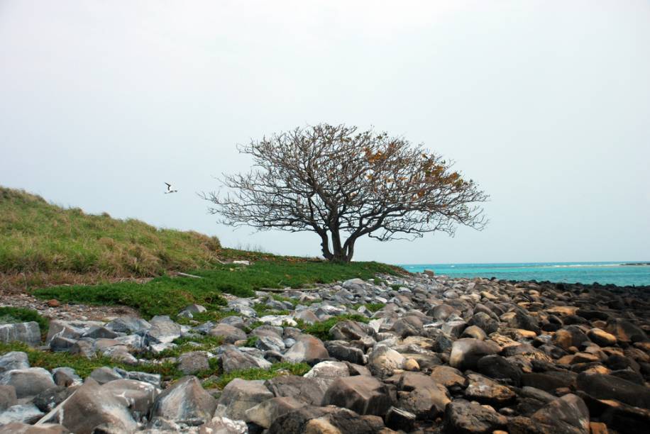 No <a href="https://viajeaqui.abril.com.br/estabelecimentos/br-ba-caravelas-atracao-parque-nacional-marinho-dos-abrolhos" rel="Parque Nacional Marinho de Abrolhos" target="_self"><strong>Parque Nacional Marinho de Abrolhos</strong></a>,  <a href="https://viajeaqui.abril.com.br/estados/br-bahia" rel="Bahia" target="_self">Bahia</a>, só é permitido o desembarque na ilha Siriba (foto)