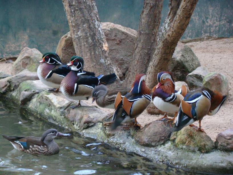 Patos, do Espaço Bird Land, no Hot Park