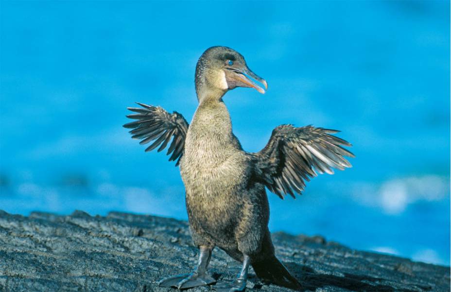 O Cormorão que desaprendeu a voar