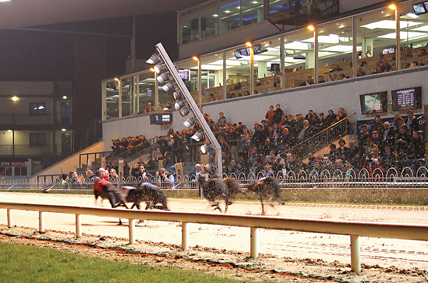 Corrida cachorro Shelbourne Park, Dublin