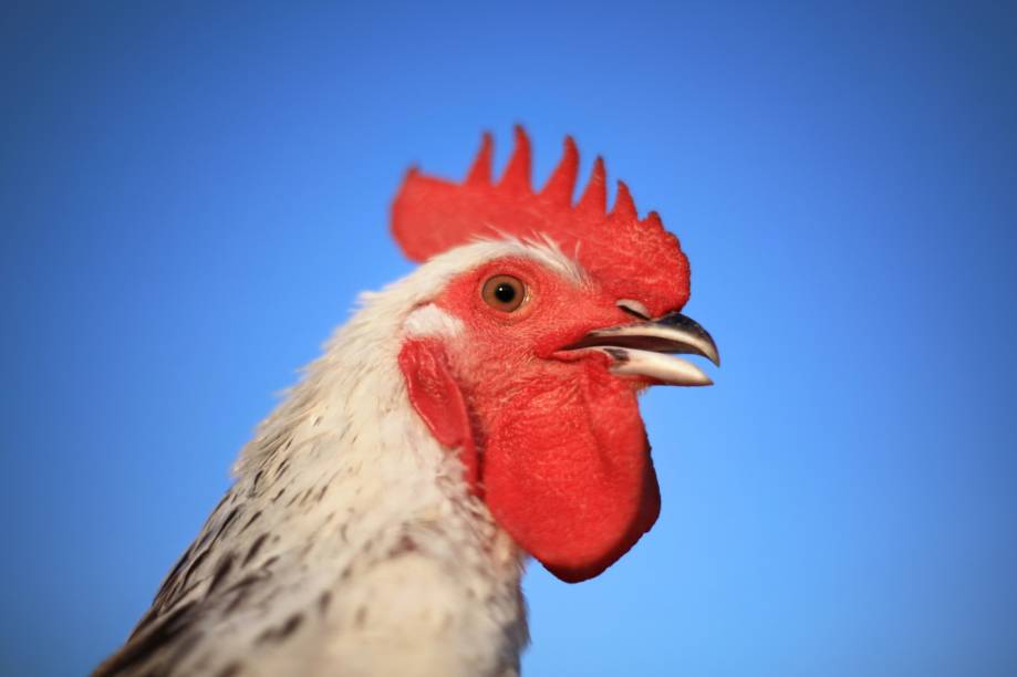 Muitas partes do frango, como pés e pescoço, são renegadas, mas aproveitadas em ensopados, galinhadas e outros pratos, mas a <strong>crista de galo</strong> não é uma peça qualquer. Na culinária francesa, ela foi considerada item para decoração de pratos, como vol au vents, profiteroles e combinada com ingredientes de luxo, como trufas e pães doces. As cristas de galo também são usadas na gastronomia italiana, fazendo parte de diferentes molhos, e ainda podem ser combinadas com rins de frango.