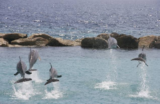 Golfinhos em Curacao Golfinhos em Curacao